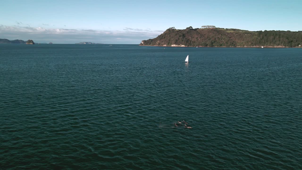 imágenes de drones de delfines saltando frente a un yate de vela