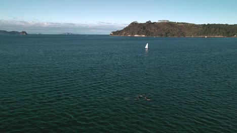 Imágenes-De-Drones-De-Delfines-Saltando-Frente-A-Un-Yate-De-Vela