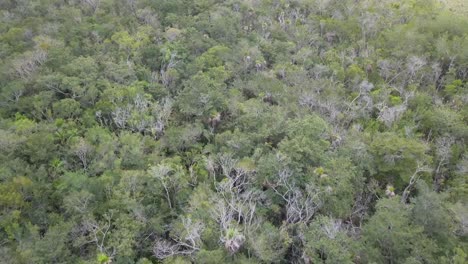 aerial view of mexican jungle