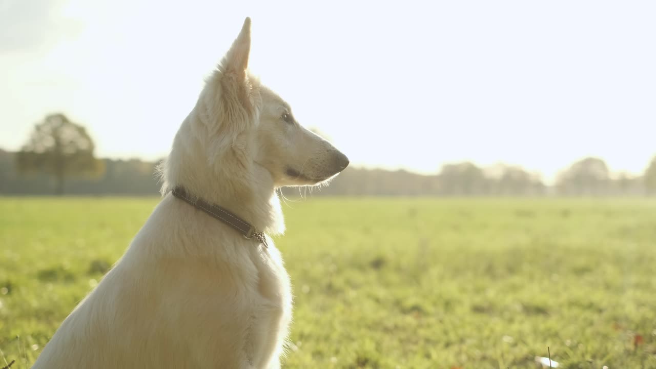 Orbiting shot of a Swiss White Sheppard sitting in the sun in a field