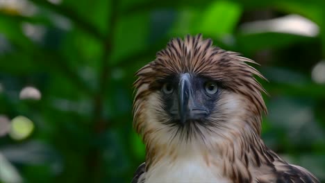 The-Philippine-Eagle-also-known-as-the-Monkey-eating-Eagle-is-critically-endangered-and-can-live-for-sixty-years-feeding-on-Monkeys,-Flying-Lemurs,-and-small-mammals-as-an-opportunist-Bird-of-Prey