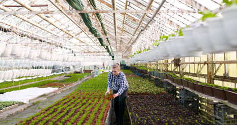 agriculture female gardener working in greenhouse 2