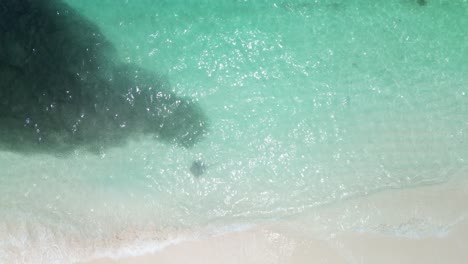 Fish-bait-ball-coralled-by-Stingray-in-shallow-clear-tropical-water-in-Fulidhoo-island-Maldives,-aerial-top-down