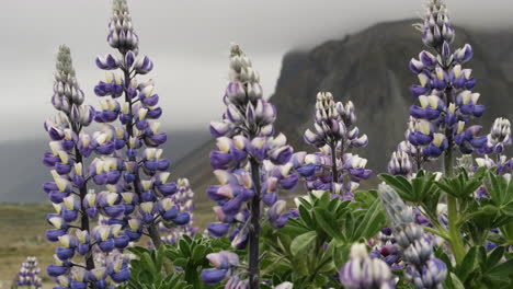 nootka lupine - lupinus nootkatensis close up locked off shot of this beautiful purple and white flower growing in the harsh icelandic landscape