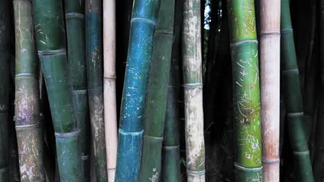 closeup dolly shot of chinese bamboo