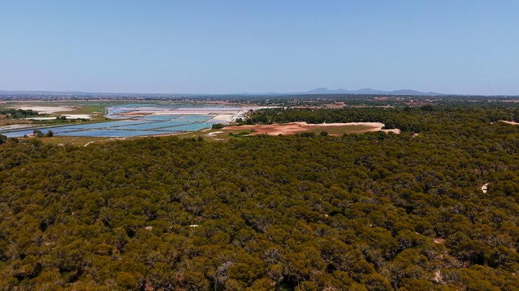 Vista aerea di saline e paesaggio forestale