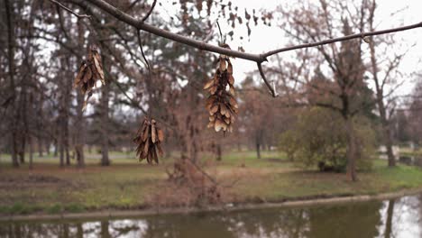 Steady-shot-of-tree-branches-and-leaves-on-autumn-day-in-the-park