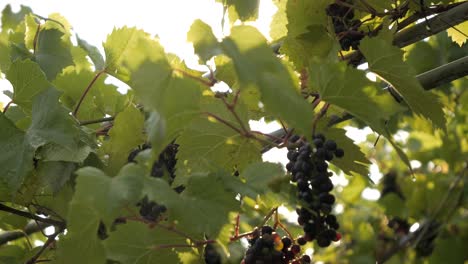 rayos de sol brillando en un racimo de uvas púrpuras