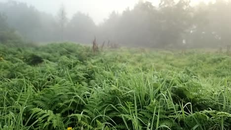 Vibrant-yellow-flowers-and-colourful-fern-foliage-with-silhouetted-misty-woodland-trees-in-the-background-at-sunrise