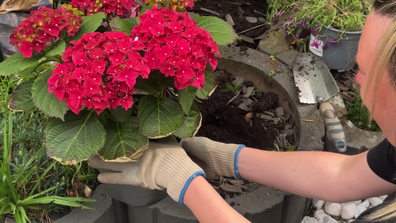 Top-down view of gloved hands lifting a vibrant red hydrangea (Hortensie) out of a plastic pot to transplant it into a garden container. The footage emphasizes hands-on gardening and flower care.
