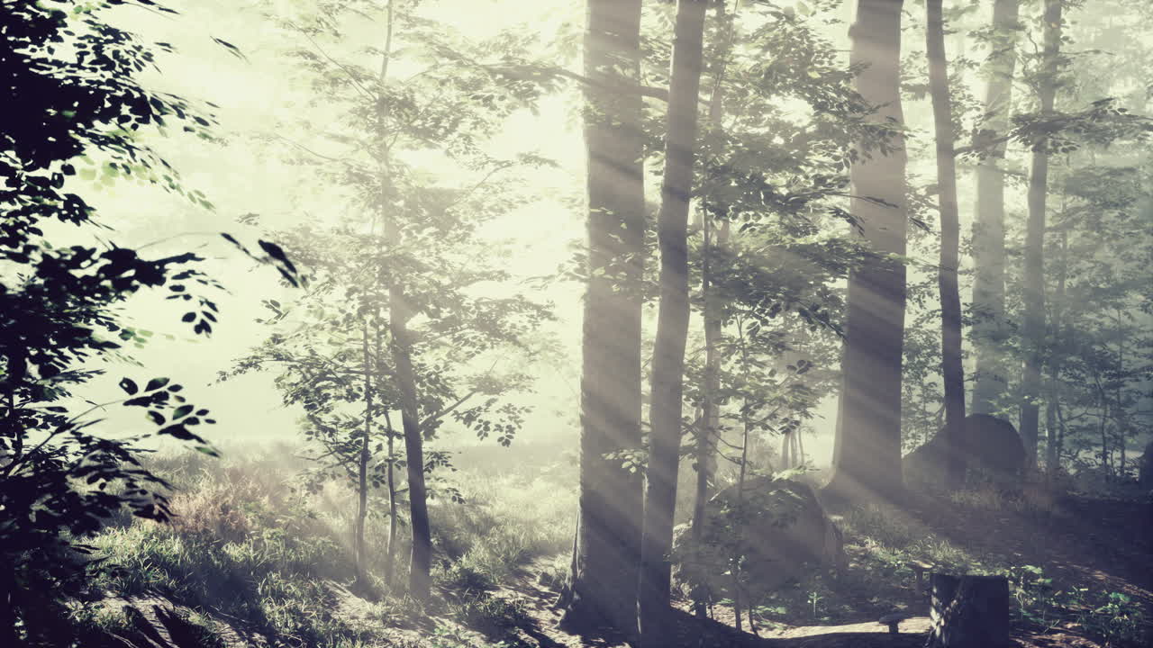 안개 숲을 가로질러 빛