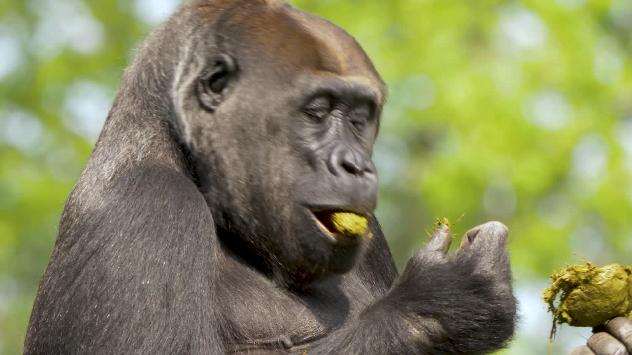 retrato de primer plano de un gorila de las tierras bajas occidentales comiendo sus propias heces