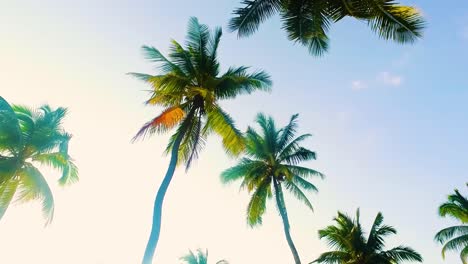 white sand beach and coconut tree in zanzibar island at sunset