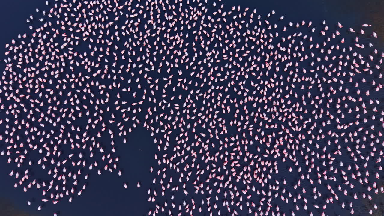 Flamingos gather in harmony at twilight over the serene lake, painting a stunning scene of nature's beauty and wonder