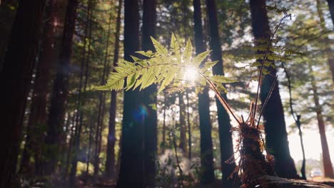 Bright-morning-sunlight-breaks-through-gently-swaying-fern-leaf-in-forest