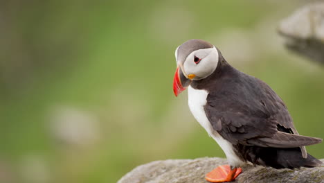 Frailecillo-Atlántico-Parado-En-Un-Acantilado-Rocoso-En-Noruega-Con-El-Viento-Soplando-Sus-Plumas-En-Cámara-Lenta