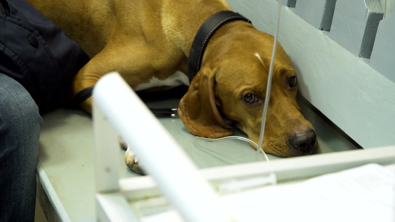 클리닉의 수의사에서 카테터를 가진 개