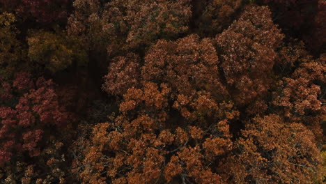 bosque exuberante con árboles de colores en otoño, arkansas, ee.uu. - de arriba hacia abajo