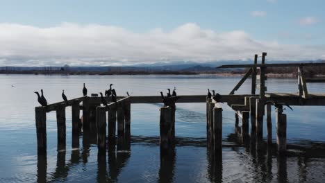 group of great cormorant birds resting on old wooden pier at lake in new zealand