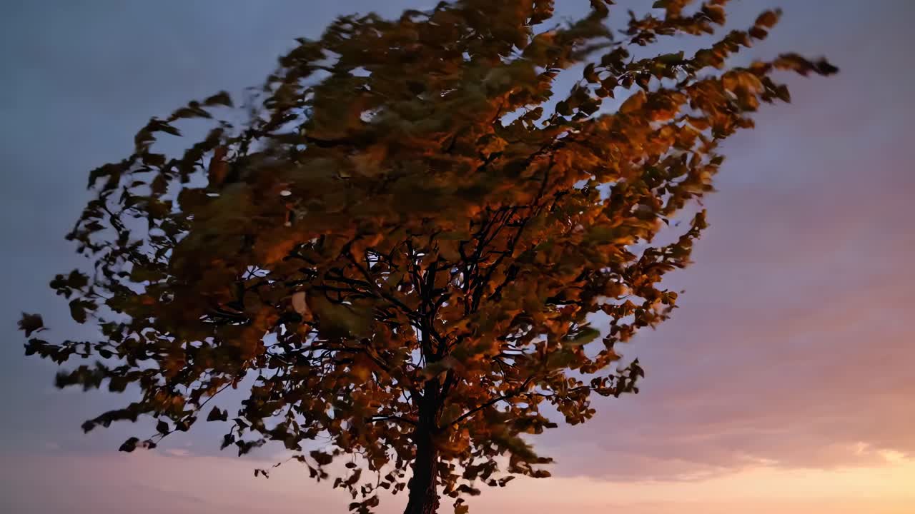 A video captures a low-angle view of a tree swaying in the wind at sunset, with dramatic lighting