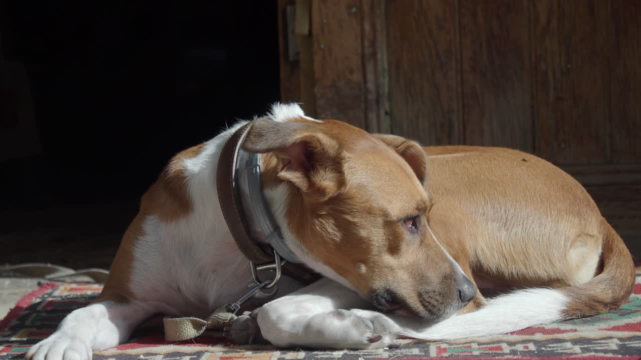 perro marrón y blanco tendido en la alfombra