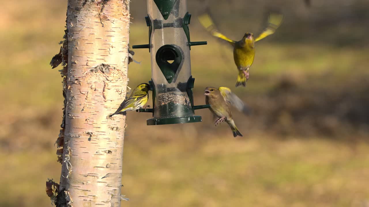 European Greenfinches clash over feeder perch during golden hour as they fight for last seeds in bird feeder.
