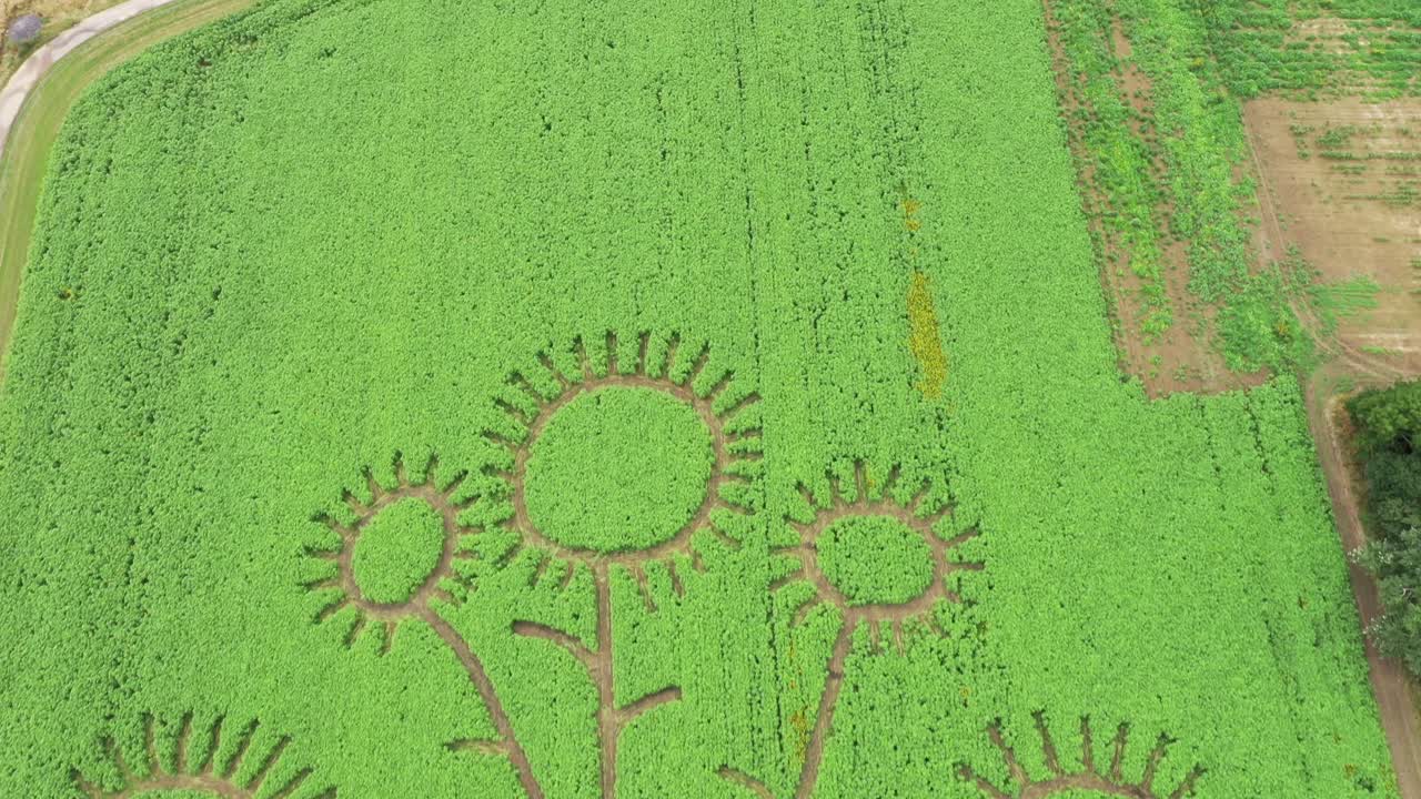 Sunflower field with sunflower shape crop circles taken from drone