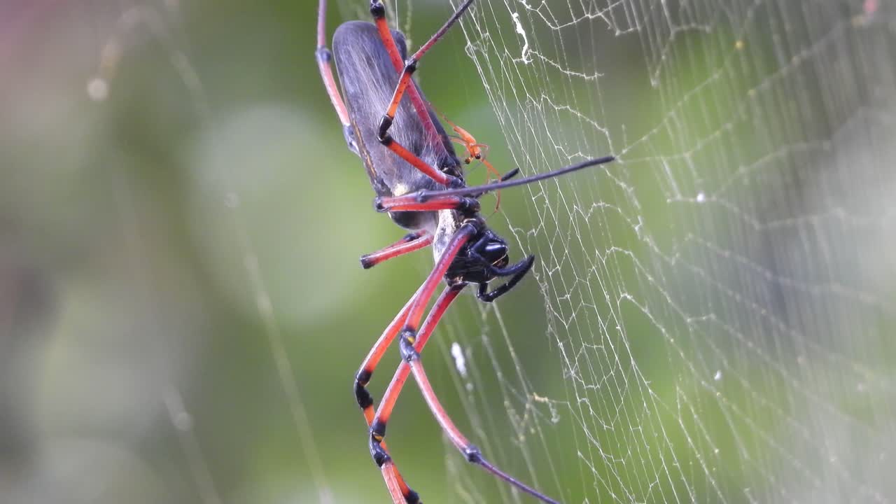 araña con cabrito en web.