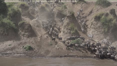 wildebeest crossing mara river during the great migration in the masai mara, kenya, africa