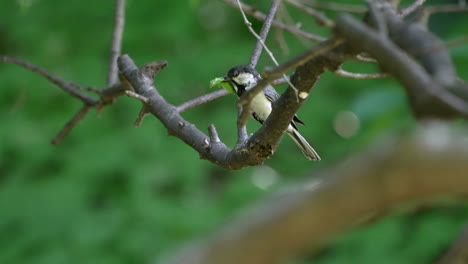 Vista-De-Un-Tit-Japonés-Posado-En-Un-árbol-Mientras-Lleva-A-Su-Presa-Al-Bosque-En-Saitama,-Japón