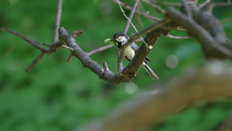 vista de un tit japonés posado en un árbol mientras lleva a su presa al bosque en saitama, japón