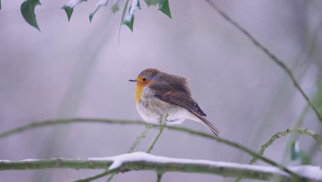 Pájaro-Petirrojo-Tembloroso-En-Una-Rama-Nevada-En-Invierno