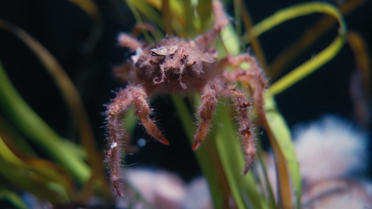 Close up of a crab hanging on seaweed underwater