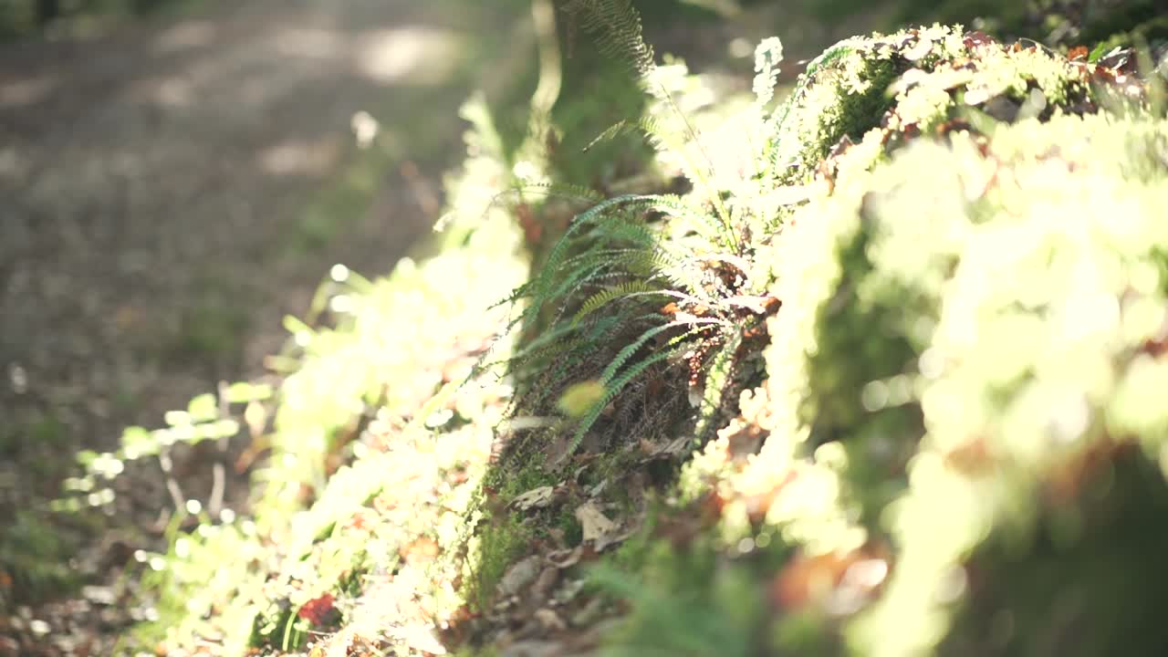 Close up shot to wide shot of a moth ground to a sulight backlit tree, covered in moss