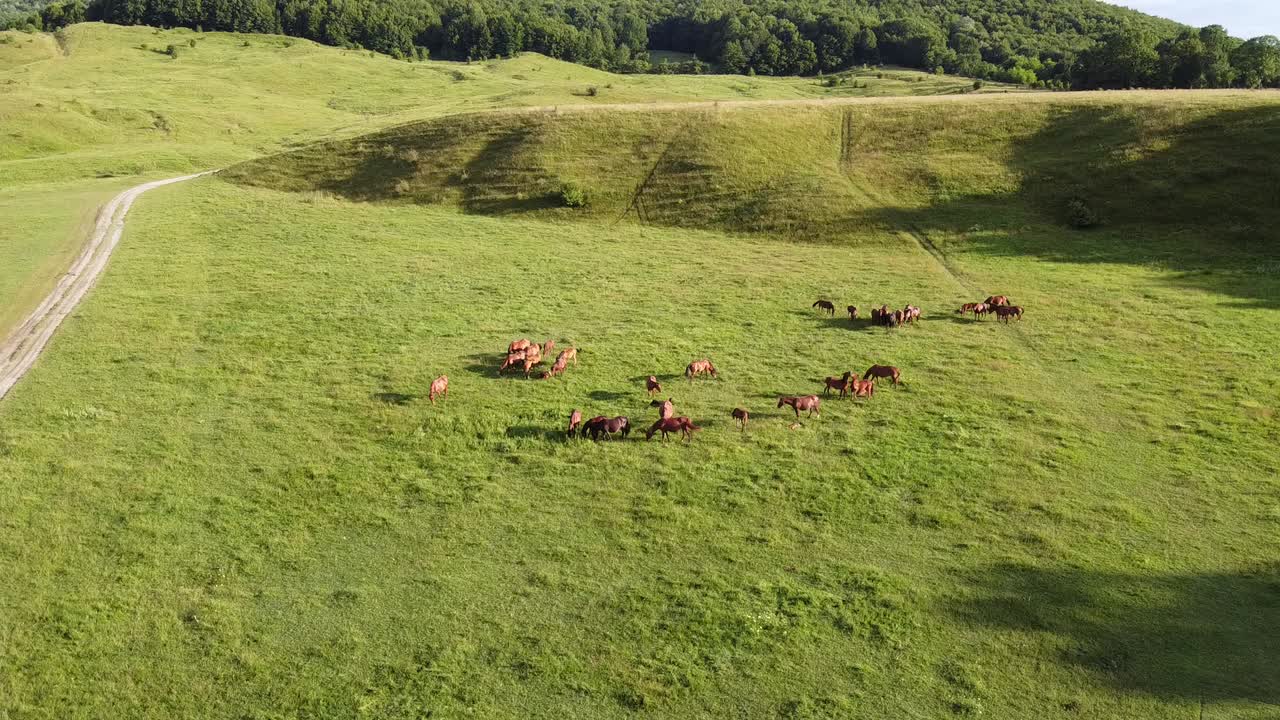 video de drones aéreos, volando sobre una manada de caballos