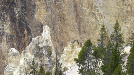 trees and rock formations with background of canyon wall at the grand canyon of yellowstone