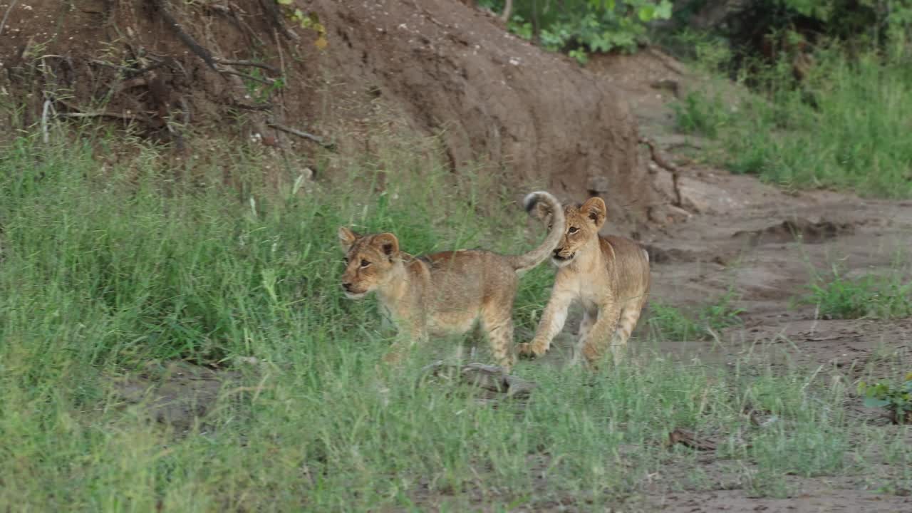 Cute lions cubs chasing each other, Mashatu Game Reserve. Wide shot.