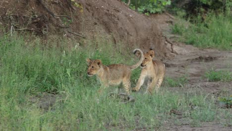 cute lions cubs chasing each other, mashatu game reserve. wide shot.