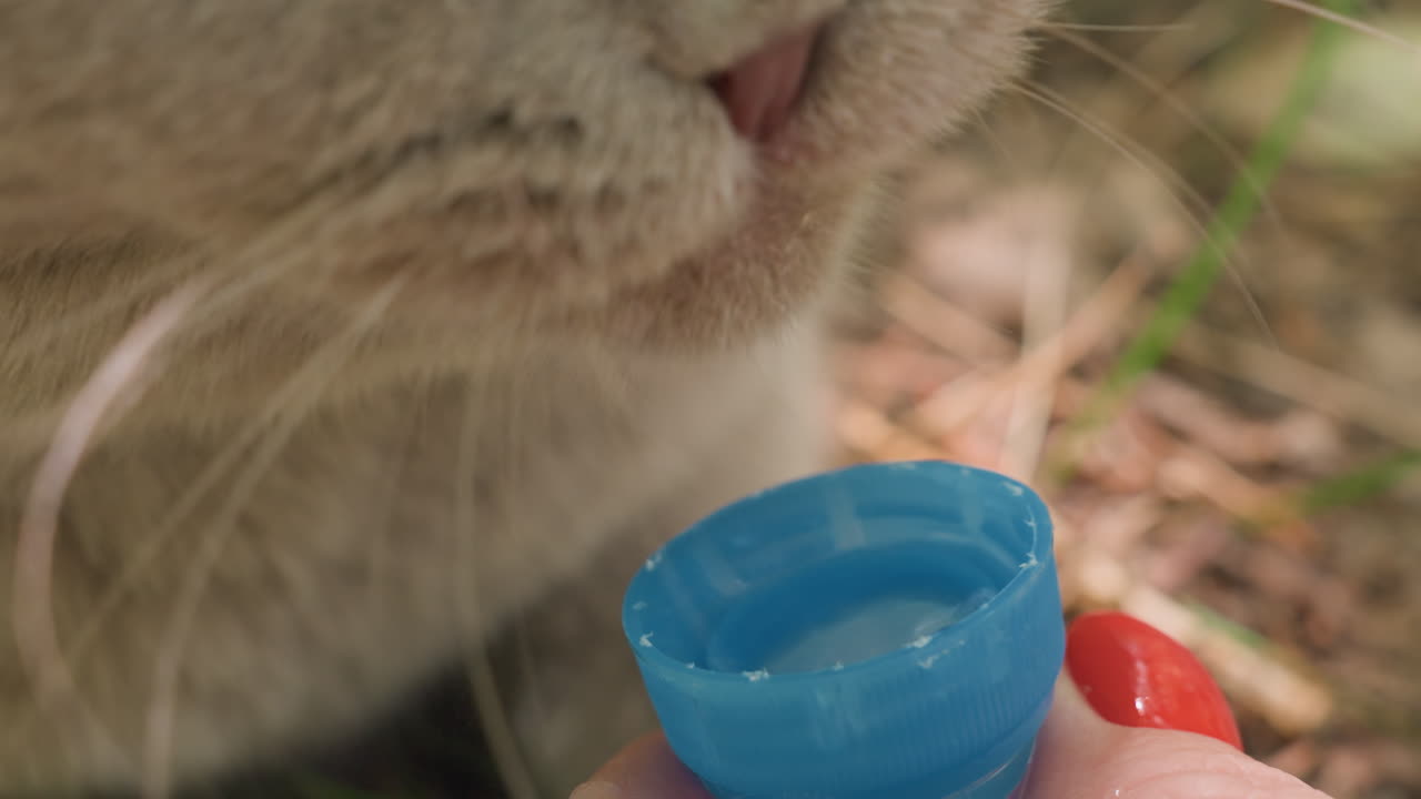 CloseUp Grey Cat Sniffing Blue Cap Gentle WomanS Hand With Red Nail Holds Cap Near Whiskers, Cat Explores Rim, Tiny Cautious Licks, Soft Fur, Dappled Garden Light, Intimate Animal Care Moment