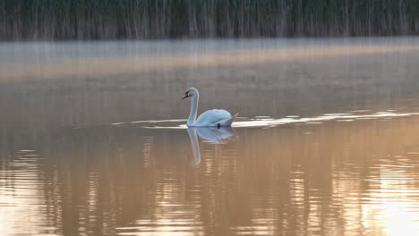 white swan on misty golden water at sunrise