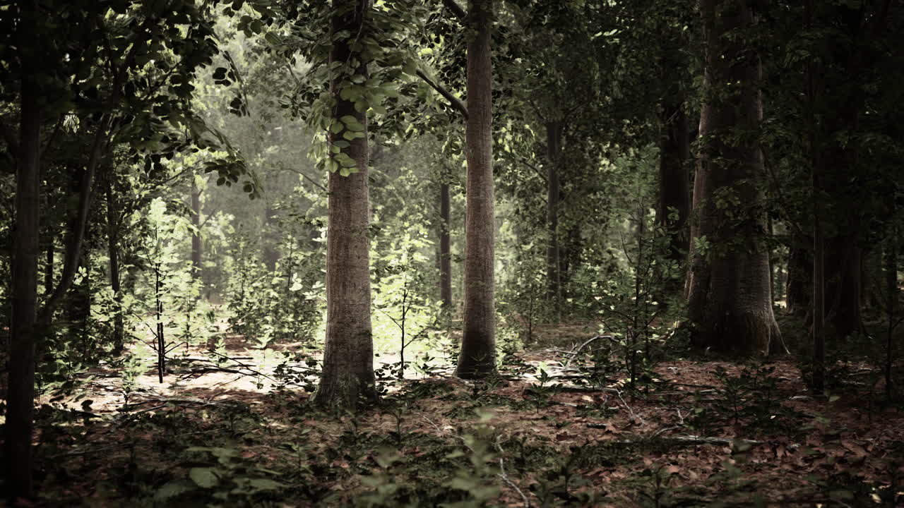 Fitta foresta oscura con muschio e raggi di sole che filtrano
