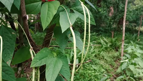 fresh and ripe cow peas hanging in a farm