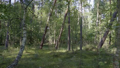 deep green forest on a wide 28mm lens