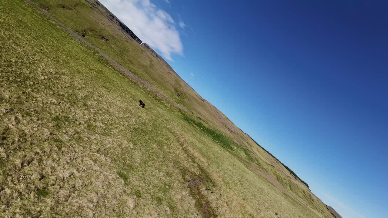Drone FPV vola a pochi centimetri sopra prati selvaggi vicino a Egilsstaðir, Islanda, sfrecciando oltre cavalli islandesi mentre uno galoppa attraverso il campo aperto con lago e montagne nel paesaggio estivo