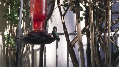 a hummingbird lands on a red glass hummingbird feeder