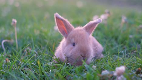 a little red rabbit is sitting on the green grass on a bright summer day