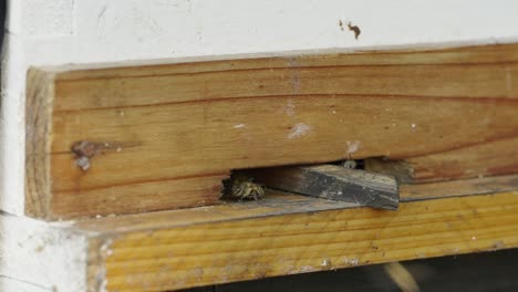 bees entering and exiting a wooden beehive entrance