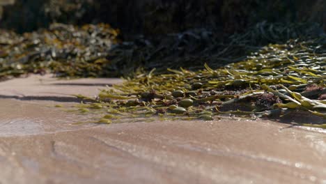 close up shot of water steadily flowing across a sandy beach with bladder wrack seaweed in the background as it erodes the sand to form beautiful, branching organic shapes