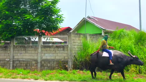 Healthy-carabao-with-an-old-man