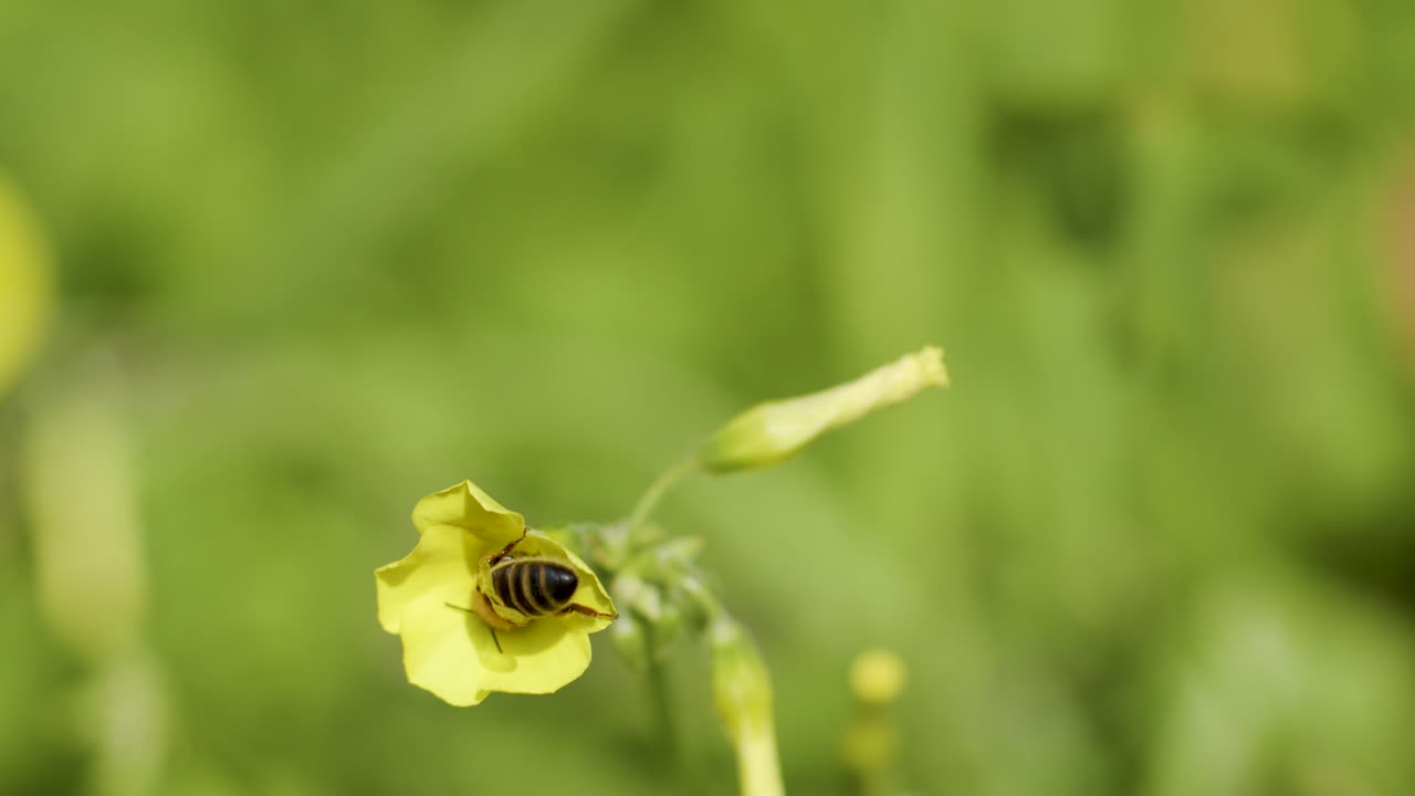 Honeybee lands on yellow flower, feeds on nectar, surrounded by green blurred spring foliage